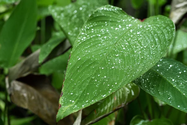 Regentropfen Auf Einem Grünen Blatt Natürliche Hydratation Der Pflanzen — Stockfoto