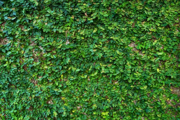 Decoração Pátio Moinho Coberto Plantas Verdes — Fotografia de Stock