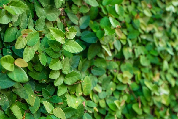 Avlunun dekoru. Yeşil bitkilerle kaplanmış değirmen.