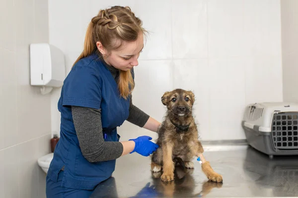 Fiatal Lány Állatorvos Vizsga Boldog Kiskutya — Stock Fotó