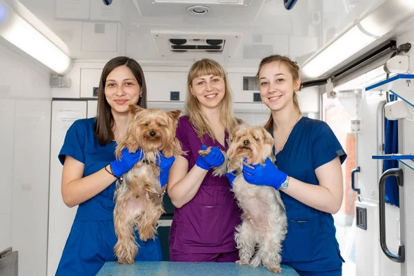 Young women professional pet doctors posing with yorkshire terriers inside pet ambulance. Animals healthcare concept.