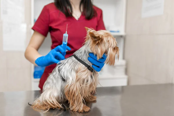 Jeune Belle Femme Vétérinaire Vaccinant Yorkshire Terrier — Photo