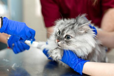 Veterinerler klinikte kateteri prosedürün önüne koydular..