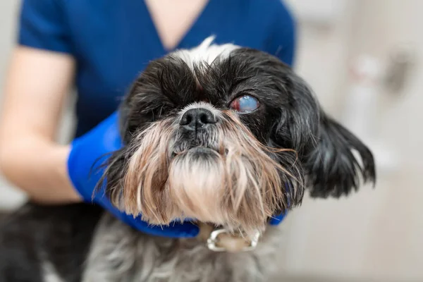 Állatorvos Szemész Megvizsgálja Sérült Szem Egy Kutya Egy Állatorvosi Szemész — Stock Fotó