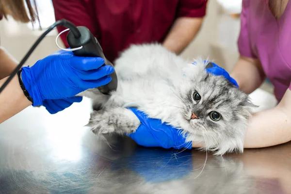Veterinário Barbear Gato Para Colocar Gotejamento Com Anestesia Conceito Cuidados — Fotografia de Stock