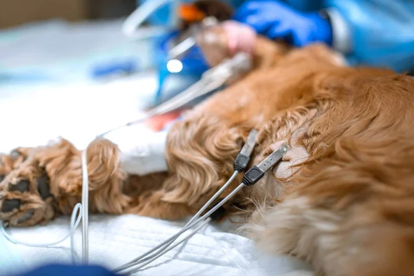 Hunden Sövs Operationsbordet Veterinärklinik — Stockfoto