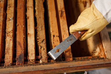 Arıcı, arı kovanı aletini kullanarak bal peteğiyle ahşap çerçeve çıkarıyor. Bal topla. Arıcılık konsepti.