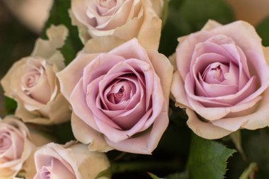 Makro taze pembe gül çiçeği. Düğün çiçeği süslemesi..