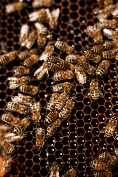 Φυσικό Χρώμα Από Κοντά Κηρήθρα Ξύλινη Κυψέλη Μέλισσες Αυτό Έννοια — Φωτογραφία Αρχείου