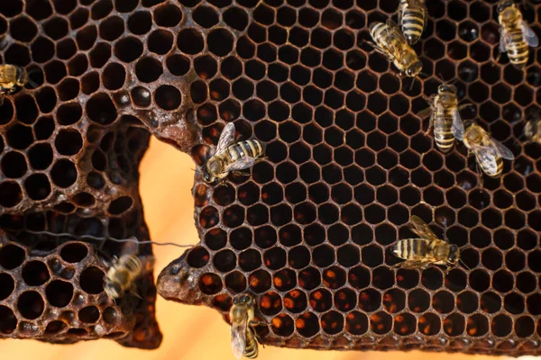 Zavřít Plástve Dřevěném Rámu Včelami Včelařský Koncept — Stock fotografie