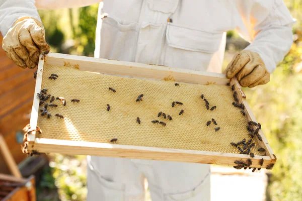 Mains Rapprochées Apiculteur Tenir Cadre Bois Avec Nid Abeille Ramasse — Photo