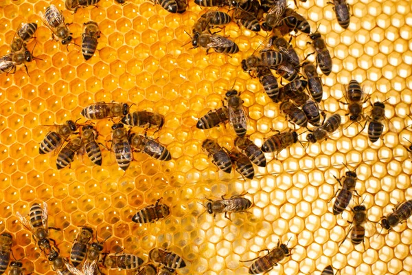 Zavřít Plástve Dřevěném Úlu Včelami Něm Včelařský Koncept — Stock fotografie