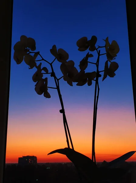 Beautiful Color Sky Sunset — Stock Photo, Image