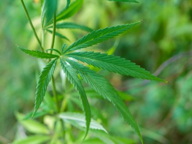 Ormandaki yeşil kenevir çalısı. Kenevir yaprağı kapat.
