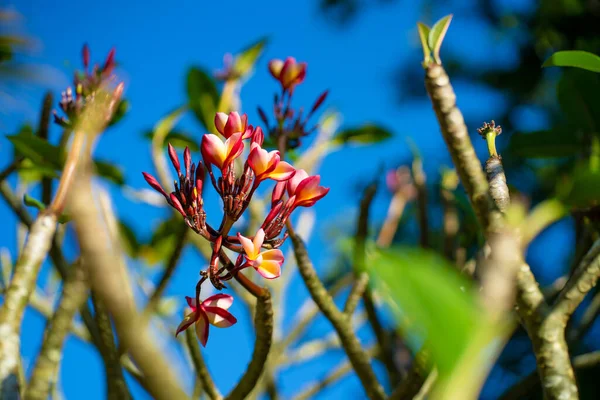 Frangipani Bloemen Groeien Bomen Open Lucht Tuin — Stockfoto