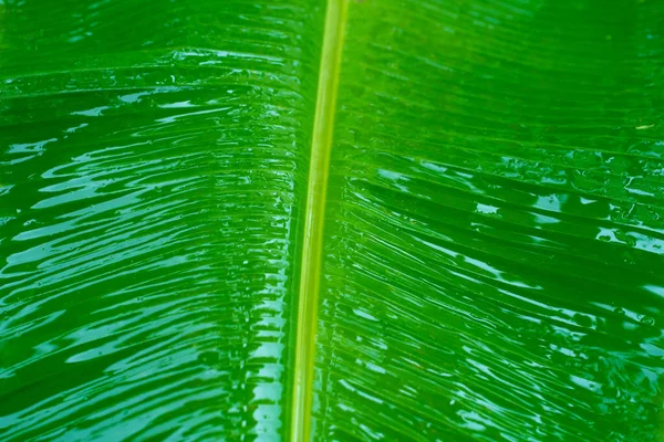 Gotas Chuva Uma Folha Verde Uma Bananeira Jardim Após Chuva — Fotografia de Stock