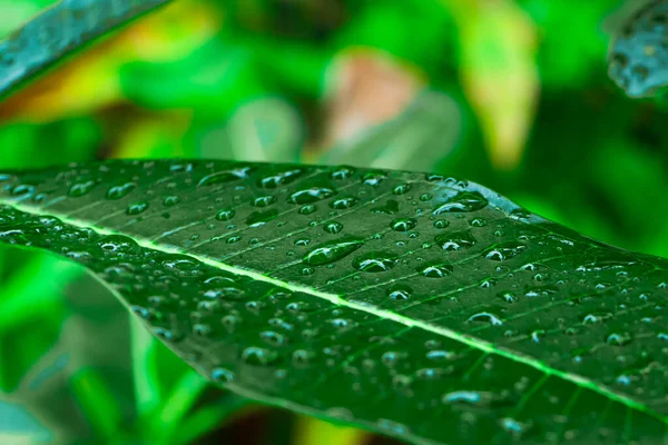Капли Дождя Зеленом Листке Оперы Саду После Дождя — стоковое фото