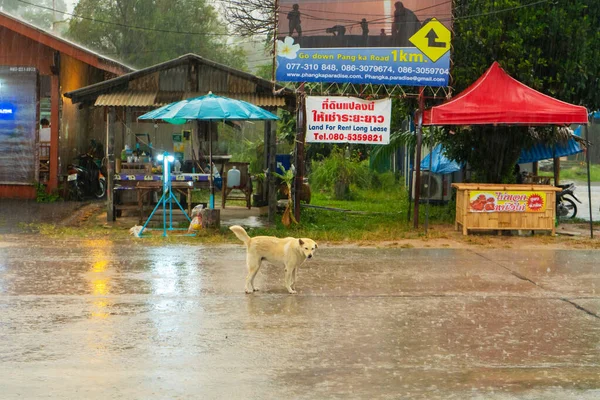Cão Corre Através Estrada Fica Molhado Chuva Aldeia Tailândia Despejo — Fotografia de Stock