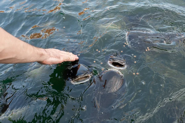 Troupeau Poissons Chats Nage Près Surface Eau Quête Nourriture Nourrir — Photo