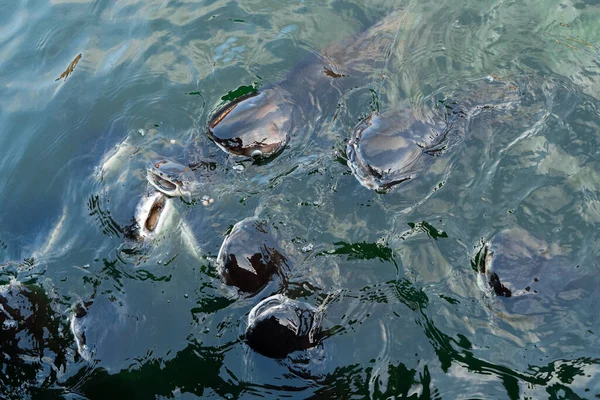 Troupeau Poissons Chats Nage Près Surface Eau Quête Nourriture Nourrir — Photo