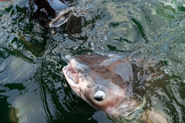 Egy Csapat Harcsa Úszik Víz Felszíne Közelében Élelemért Könyörögve Halak — Stock Fotó