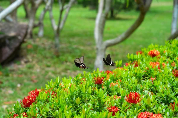 Ongelooflijk Mooie Dag Tropische Vlinder Papilio Maackii Bestuift Bloemen Zwart — Stockfoto