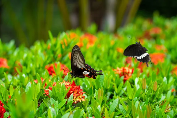 Incrivelmente Belo Dia Borboleta Tropical Papilio Maackii Poliniza Flores Borboleta — Fotografia de Stock
