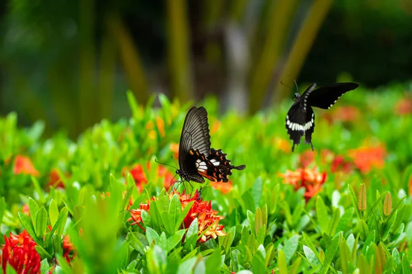 Incrivelmente Belo Dia Borboleta Tropical Papilio Maackii Poliniza Flores Borboleta — Fotografia de Stock