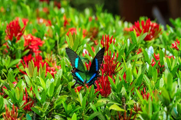 Невероятно Красивый День Тропическая Бабочка Papilio Maackii Опыляет Цветы Чёрно — стоковое фото