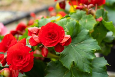 Çiçek açan kırmızı gül çalıları..