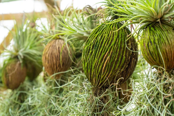 Plantas Trepadoras Tropicales Que Crecen Nueces Coco Lugar Una Maceta — Foto de Stock