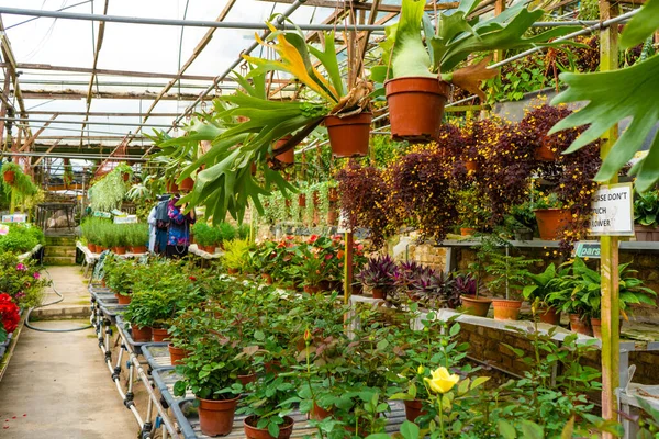 Farma Zakładów Przemysłowych Sklep Szklarniowy Różnymi Roślinami Cameron Highlands Malezja — Zdjęcie stockowe