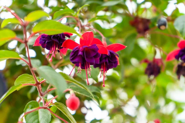 Živé Barvy Nasycené Fuchsia Hybrida Květinovém Parku — Stock fotografie