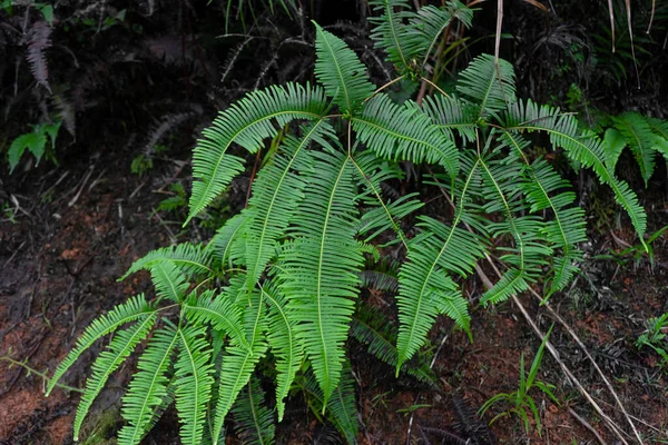 Grandes Hojas Verdes Plantas Selva —  Fotos de Stock