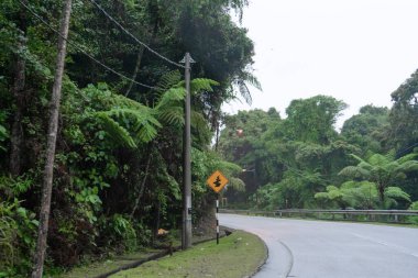 Asya dağ ormanlarında dağ yılanı asfalt yolu.