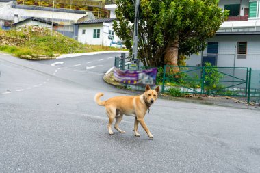 Sokakta dikilirken kameraya bakan tasmalı Metis sokak köpeği.