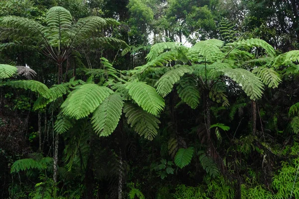 Grandes Hojas Verdes Plantas Selva —  Fotos de Stock