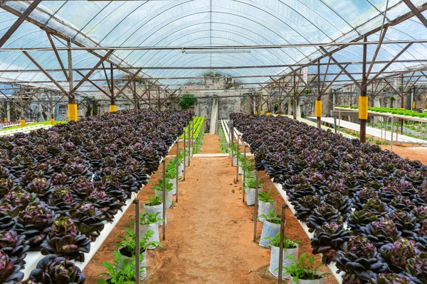 灌漑システムとサラダを栽培するための近代的な温室 栽培植物の産業規模 — ストック写真