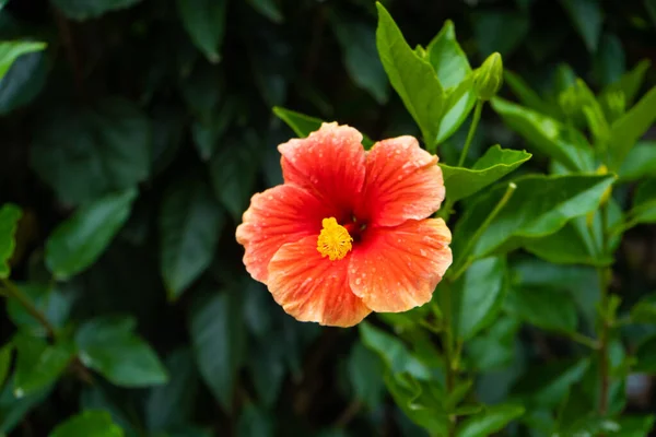 Una Vibrante Flor Hibisco Rica Color Cerca — Foto de Stock