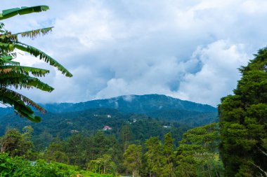 Yoğun Asya dağ ormanlarının doğal manzarası.