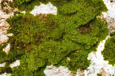 Beyaz taş duvar yosunlarla kaplanmış..