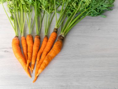 Sadece bahçeden taze havuç. Açık arkaplanda yeşil saplı turuncu havuçlar. İştah açıcı sağlıklı sebze..