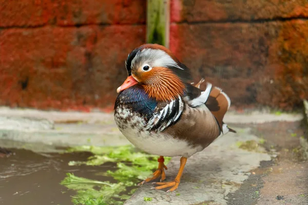 Canard Mandarin Aix Galericulata Ferme Aux Oiseaux — Photo