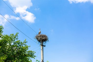 Vinç yuvasının uğultusuyla güç iletim direğinde oturur..