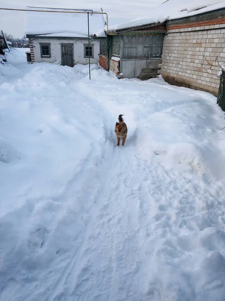 Rustikt Vinterlandskap Liten Byracka Springer Genom Snödrivorna — Stockfoto