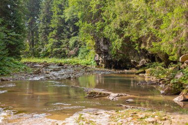Dağ ormanında alçak su şelalesi olan küçük bir nehir. Dağ ormanında Brite yaz günü.