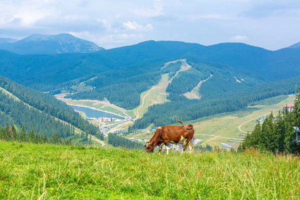 Vaca Parda Roza Día Brillante Veraniego Las Montañas Aire Fresco — Foto de Stock