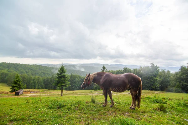 Landelijk Natuurlandschap Een Paard Grazend Highland Field Alleen Natuurlijke Omgeving — Stockfoto