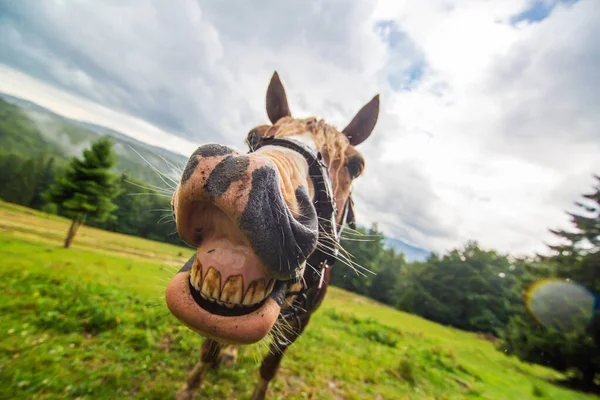 Landelijk Natuurlandschap Close Portret Van Een Glimlachend Paard Grazen Highland — Stockfoto