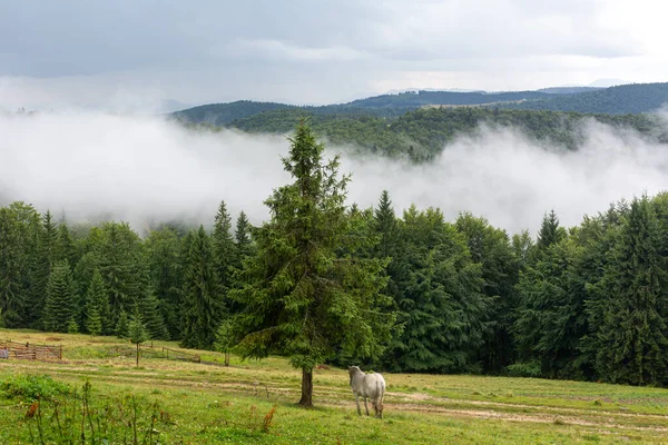 Landsbygdens Naturlandskap Häst Som Betar Ensam Höglandsfältet Naturlandskap — Stockfoto